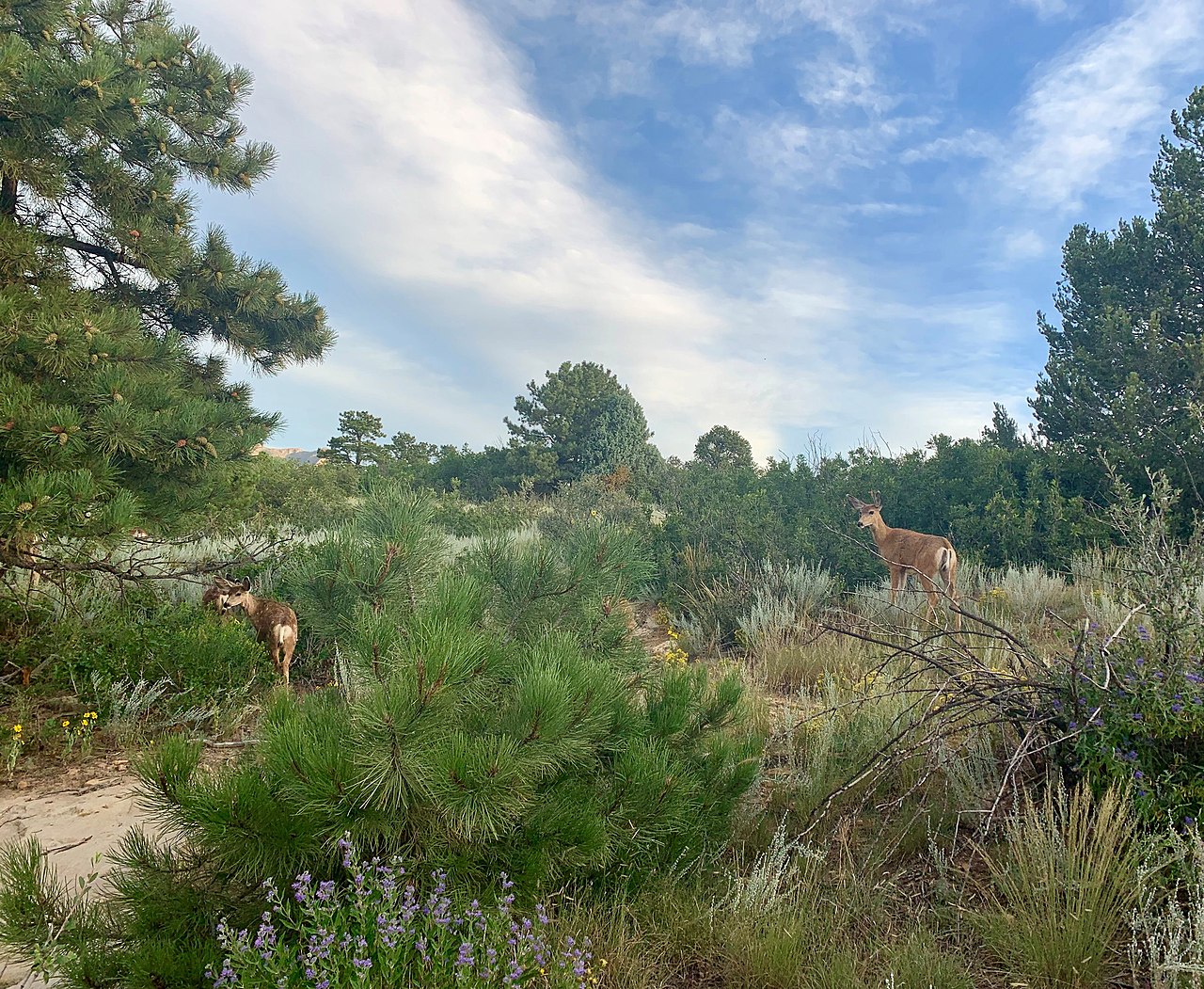 Two mule deer standing on a pine-and-sagebrush trail at Ute Valley Park in Colorado Springs
