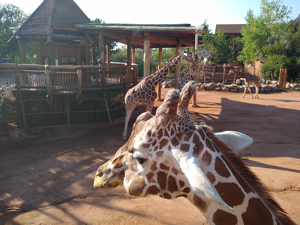 Giraffes at the Cheyenne Mountain Zoo overlook, one close to the camera and others by the viewing deck.